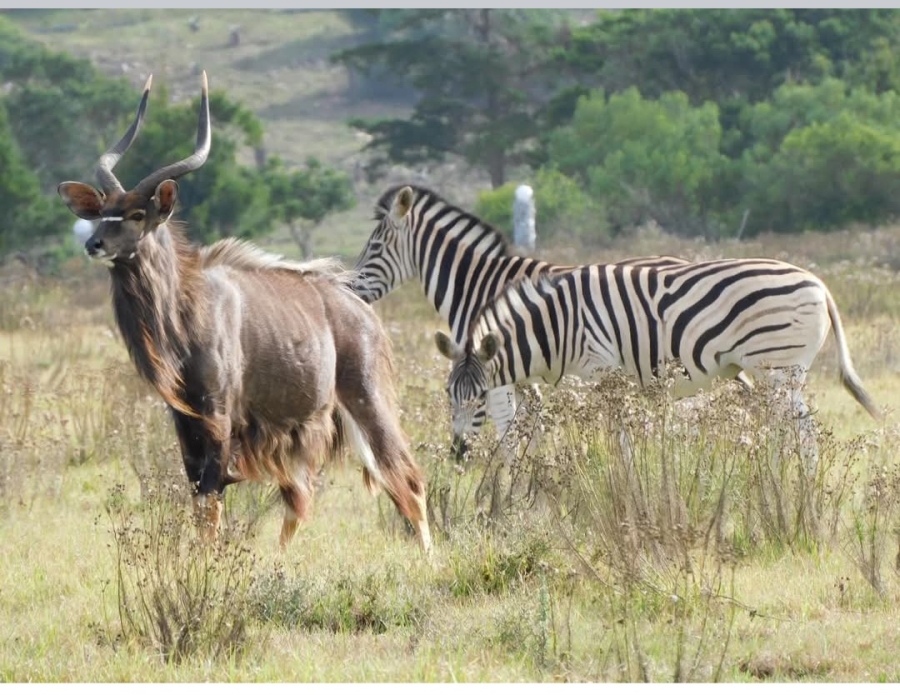 0 Bedroom Property for Sale in Twin Valley Eastern Cape